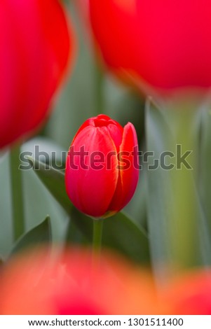 Tulips, Lisse, Nederland.