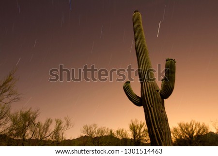 Giant Saguaro (Carnegiea gigantea), at night,  Saguaro National Park, Sonora Desert, Arizona, Tucson, USA.