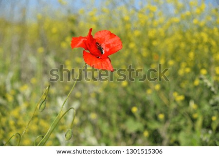 One red poppy on a yellow rapeseed field, spring day, shallow depth sharpness. Spring landscape of red poppy on a yellow rapeseed field.