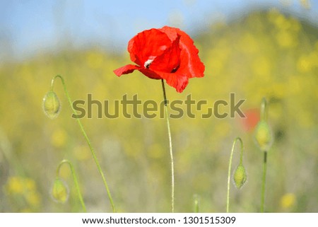 One red poppy on a yellow rapeseed field, spring day, shallow depth sharpness. Spring landscape of red poppy on a yellow rapeseed field.
