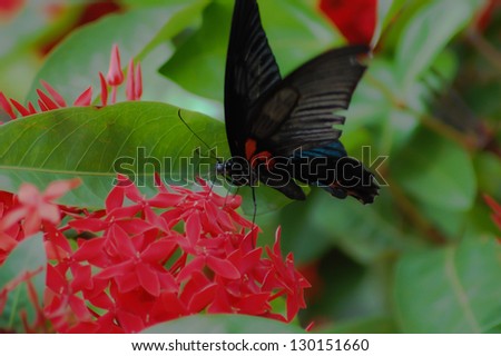 Butterfly needle with red flowers.