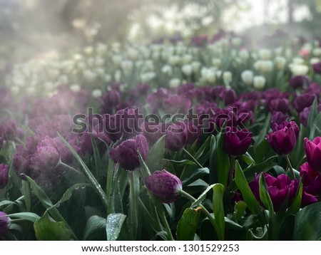 
Purple tulips are spraying fog.