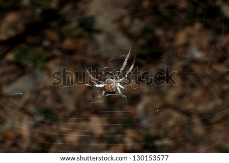 Back side spider