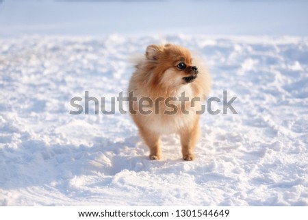 little fluffy dog ​​walks in winter in nature, animal theme
