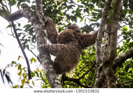 Maned sloth photographed  in Santa Maria de Jetibá, Espírito Santo - Southeast of Brazil. Atlantic Forest Biome. Picture made in 2016.