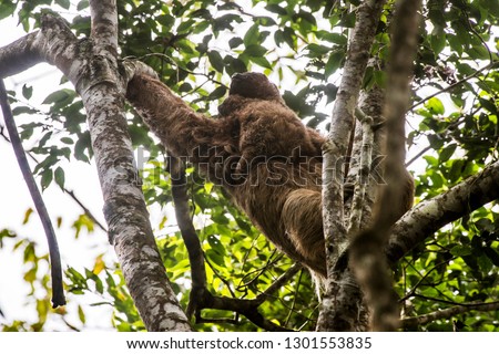 Maned sloth photographed  in Santa Maria de Jetibá, Espírito Santo - Southeast of Brazil. Atlantic Forest Biome. Picture made in 2016.