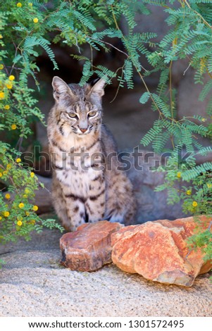 Bobcat (Lynx rufus), Sonora desert, Tucson, Arizona, USA.