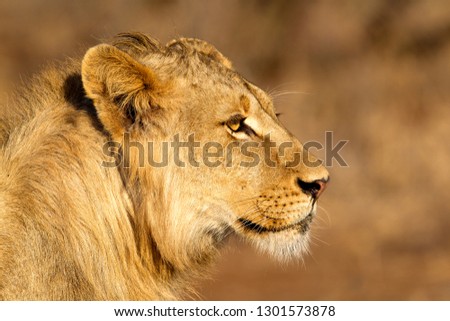 African lion (Panthera Leo), young Male, Kruger National Park, South Africa.