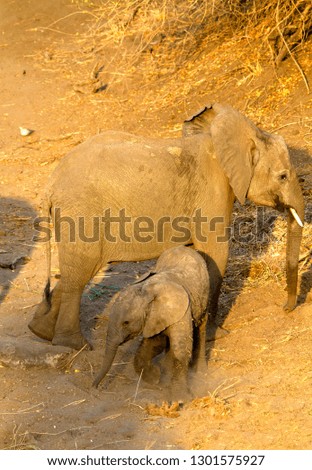 African elephants (Loxodonta africana), Kruger National Park, South Africa.