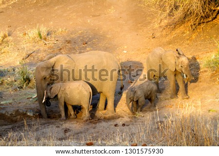 African elephants (Loxodonta africana), Kruger National Park, South Africa.