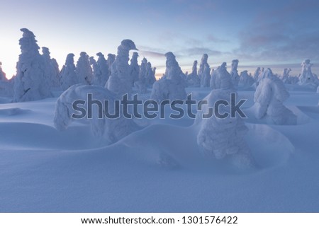 Winter panorama landscape with forest, trees covered snow and sunrise. winter morning of a new day. purple or orange winter landscape with sunset.
Majestic white spruces glowing by sunlight. Sunny day