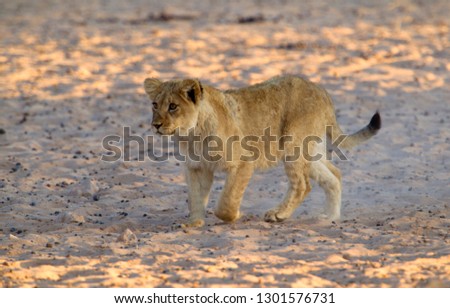 African lion (Panthera Leo), cub, Kgalagadi Transfrontier Park, Kalahari desert, South Africa.