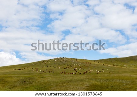 herd of sheep and goats graze in the Mongolian steppe, Mongolia