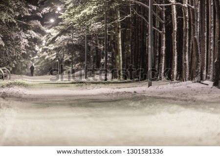 Winters beauty: forest and the trees covered in snow