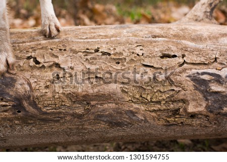 Paws of a smooth-haired Fox terrier on a fallen tree eaten by a bark beetle. Photo taken in late autumn in rainy weather. The sky was overcast.Focal length 50 mm, aperture f / 4, shutter speed 1/320. 