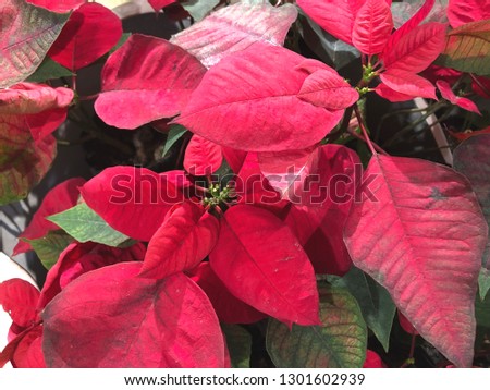 Red poinsettia flower, red Christmas flowers
