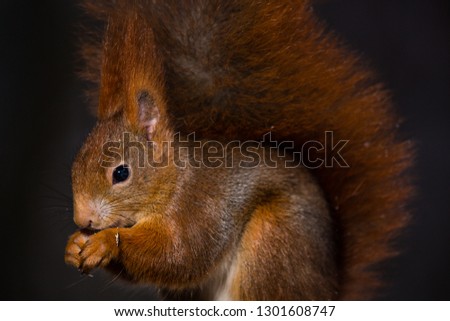 Red squirrel, Sciurus vulgaris, Cute arboreal, omnivorous rodent . Portrait of eurasian squirrel with blurred dark background.