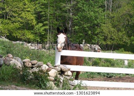 Horse standing behind fence looking out