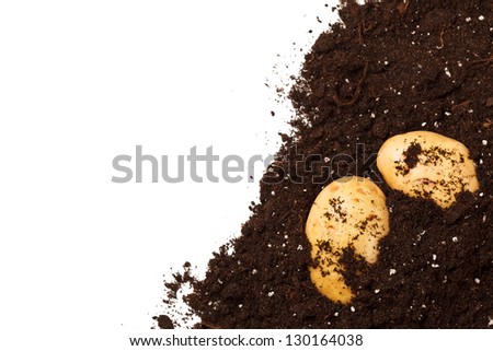 potatoes on the soil