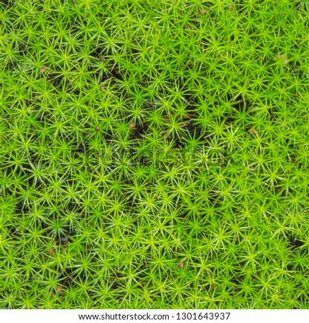 seamless texture of moss cover (great goldilocks)