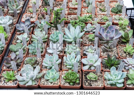 Many different cacti in flowerpots mix selling in flowers store, top view. Garden center with lot potted small cactus plants sale on flower market. Various succulent in pots retail