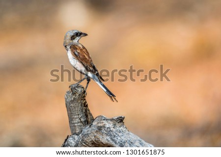 Red-backed Shrike isolated in blur background in Kruger National park, South Africa ; Specie Lanius collurio family of Laniidae