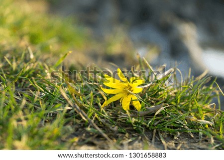 Yellow flower in nature. Slovakia