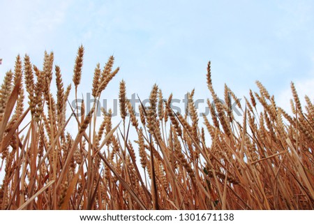 Grain stalk in front of blue sky