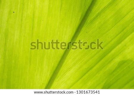 close up of tropical banana leaves texture, under bright sunny day. green nature background, low angle view - Image