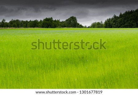  Nature and landscape concept: view of the beautiful, picturesque and green yellow field of flax with dark rain clouds.
