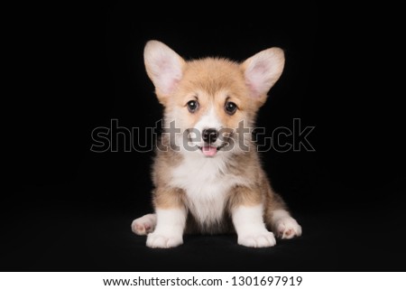 Corgi puppy in the studio Royalty-Free Stock Photo #1301697919