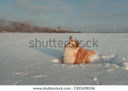 Red dog playing with snow at sunset, jumping and catching snow in mouth, on a bright Sunny day, the dog in the snow among the snow flakes playing in the sun 