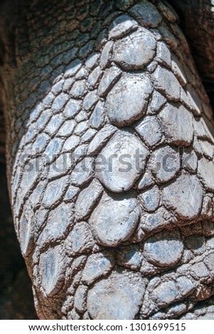 giant tortoise  turtle skin closeup 