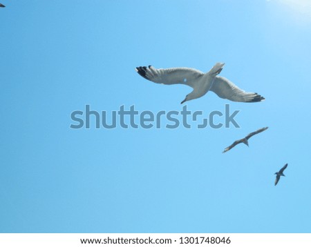 It's a photo of flying seagulls captured in Greece during summer holiday in 2017. The sun is shining over their wings and they are flying freely in their natural environment above the sea.