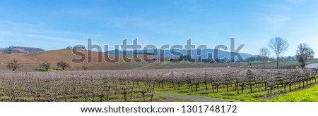 A winter pano of vineyards in the Sonoma Valley. The vineyard spreads across the picture with hills rise up behind with a blue sky and wispy clouds. Trees are on the outer right edge of this vineyard.