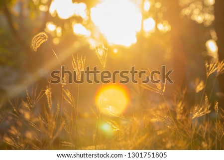 Good morning with golden light and flowers with a bokeh background.