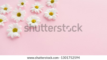 flowers background, White daisies flowers.