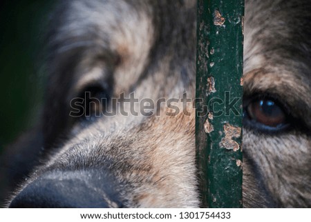 Portrait of a stray dog in the city