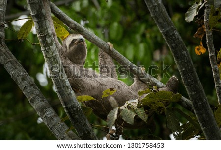 Wild sloth in pantanal Brazil