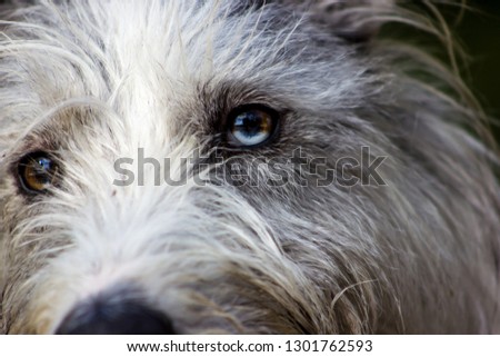 Picture of a fluffy and lovely white and grey puppy of husky, watching focused away and smiling. the eye of this dog has a genetic mutation in which we can see the pupil like half white and half brown