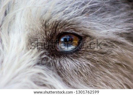 Picture of a fluffy and lovely white and grey puppy of husky, watching focused away and smiling. the eye of this dog has a genetic mutation in which we can see the pupil like half white and half brown