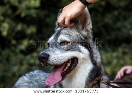 Well detailed Picture of a beautiful, fluffy and lovely white and grey puppy of siberian husky, watching focused away and smiling. The background is blurred. This samoyed has a big ears and tongue