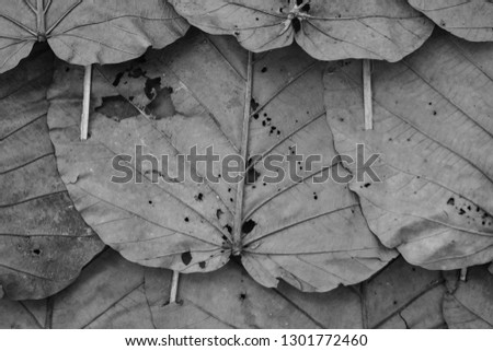 Black-and-white photographs of dry leaves that were sewn together for use in the walling of rooms for the poor in the remote lakes of Thailand, Laos, Myanmar, Southeast Asia

