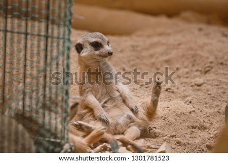 Meerkat at Ikeda Zoo