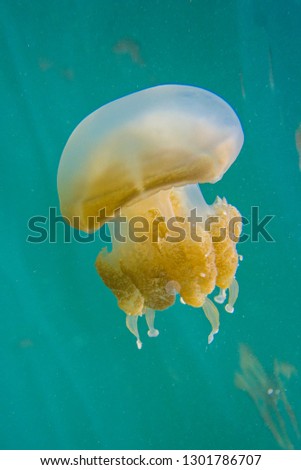 Non-toxic Jellyfish swimming in their habitat in Kakaban Lake, Derawan Archipelago, Kalimantan, Indonesia. 