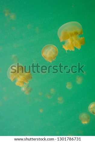 Non-toxic Jellyfish swimming in their habitat in Kakaban Lake, Derawan Archipelago, Kalimantan, Indonesia. 