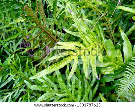 Green leaf texture. Leaf texture background. Plants with green leaves. Green leaf pattern background. ( Phlebodium aureum )