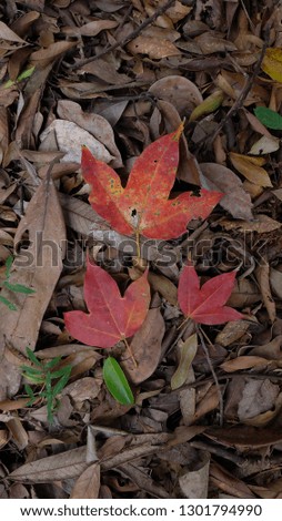 Red Maple leaves lie on ground  in the forest. Close up picture.  