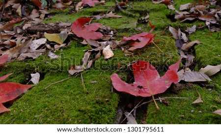 Red Maple leaves lie on wooden roof tiles in the forest. Close up picture.  
