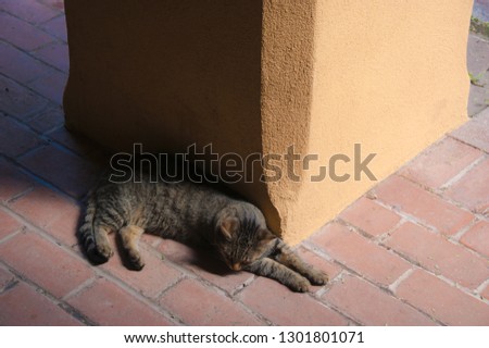 Sleeping cat on red brick patio next to beige stucko column